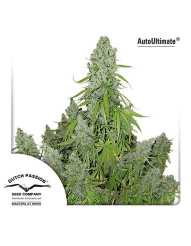 Auto Ultimate X3 - Dutch Passion