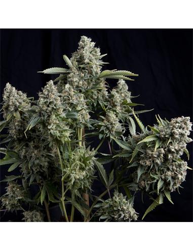 Tutankhamon X3 - Pyramid Seeds