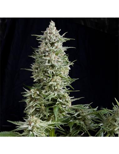 Amnesia Gold X3 - Pyramid Seeds