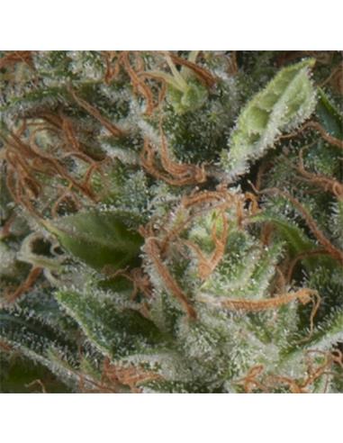 Auto Wembley X1 - Pyramid Seeds