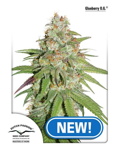 Glueberry OG X3 - Dutch Passion