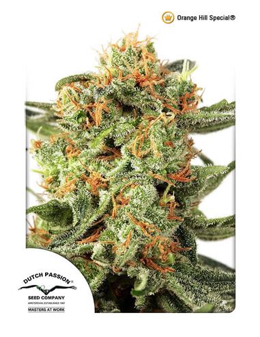 Orange Hill Special X3 - Dutch Passion