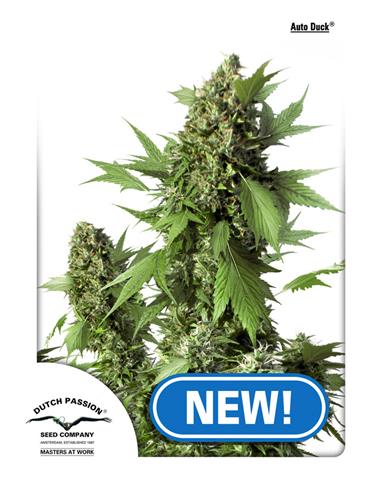 Auto Duck  X3 - Dutch Passion