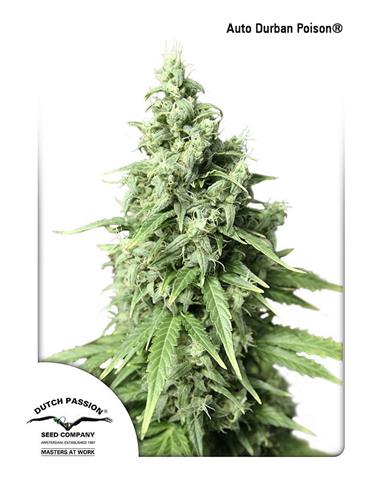 Auto Durban Poision X3 - Dutch Passion