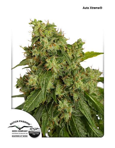 Auto Xtreme X3 - Dutch Passion