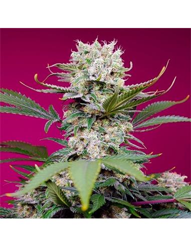 Sweet Mandarine Zkittlez Xl 3+1 Auto - Sweet Seeds
