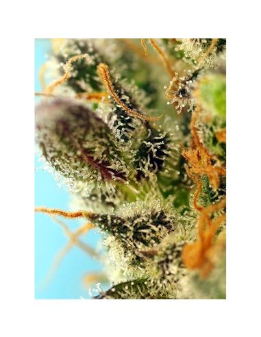 Sweet Zenzation Xl 3+1 Auto - Sweet Seeds