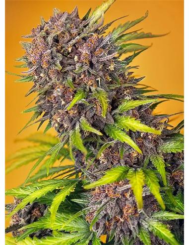 Diablo Rojo Xl Auto 3+1 - Sweet Seeds