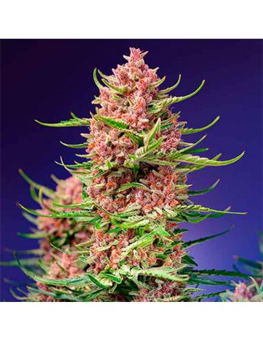 StrawBerry Poison F1 Fast Version 3+1 - Sweet Seeds