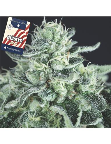 Gelato X3+1 - Pyramid Seeds