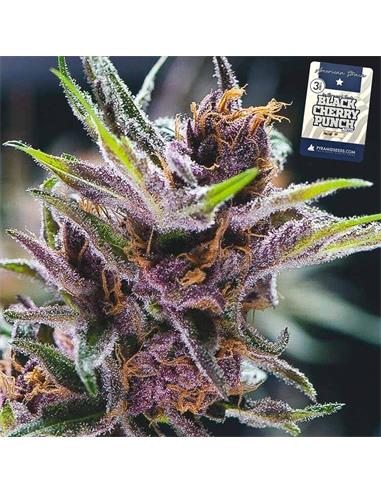 Auto Black Cherry Punch X3+1 - Pyramid Seeds