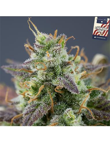 Auto Cookies X3+1 - Pyramid Seeds