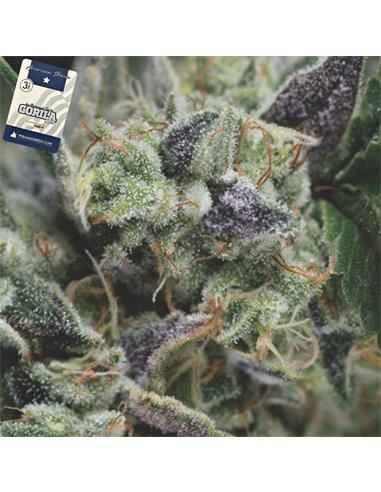 Auto Gorila X3+1 - Pyramid Seeds