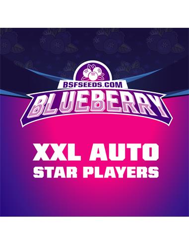 Blueberry Auto X4 - Bsf Seeds