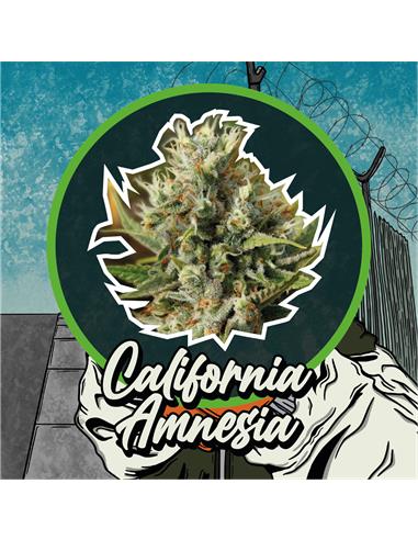 California Amnesia Auto - Delirium Seeds