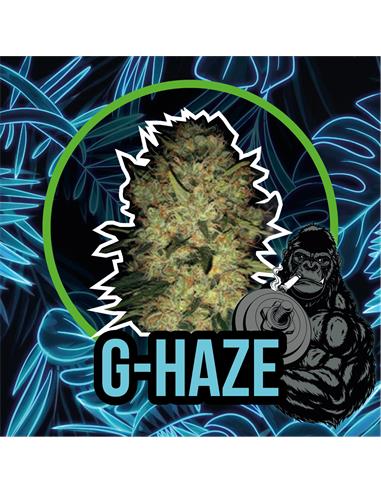 G Haze Auto - Delirium Seeds