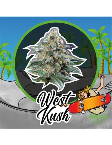 West Kush Auto - Delirium Seeds