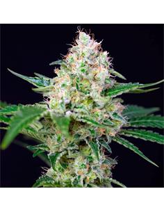 Crystal Candy F1 X3