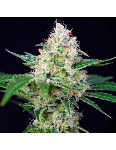 Crystal Candy F1 X3